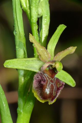 Ophrys classica Devill.-Tersch. & P. Devill.